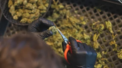 Laborgeprüfte CBD Blüten Qualität
