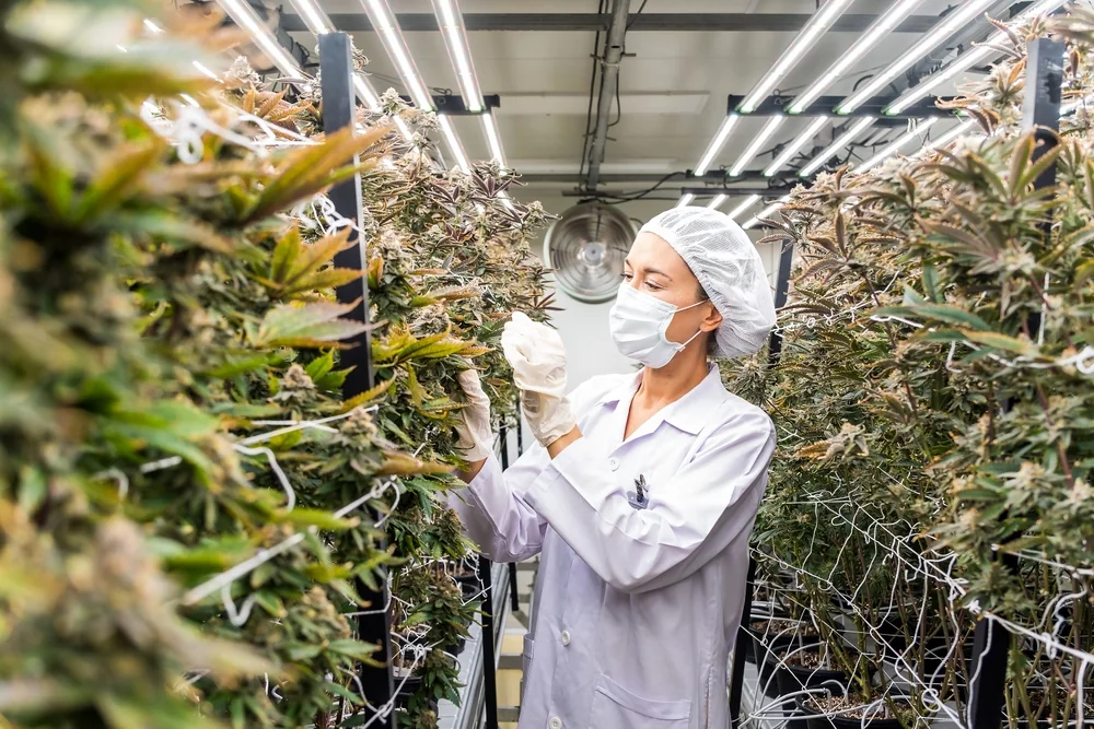 Hochwertige CBD Blüten Qualität